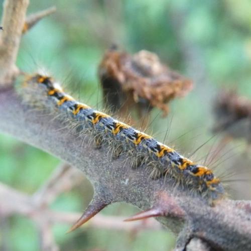 Lasiocampa quercus